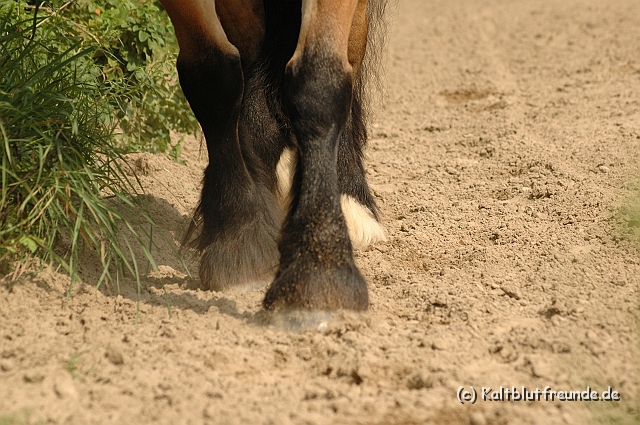 DSC_7398.JPG - Texel PETRA !)))