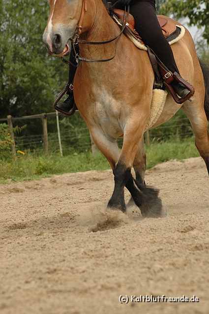 DSC_7540.JPG - Texel PETRA !)))