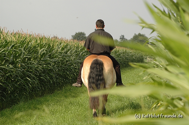 DSC_7618.JPG - Texel PETRA !)))