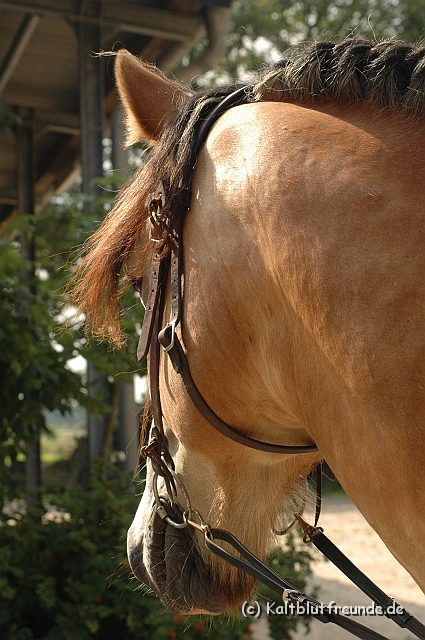 DSC_7703.JPG - Texel PETRA !)))