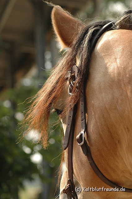 DSC_7704.JPG - Texel PETRA !)))