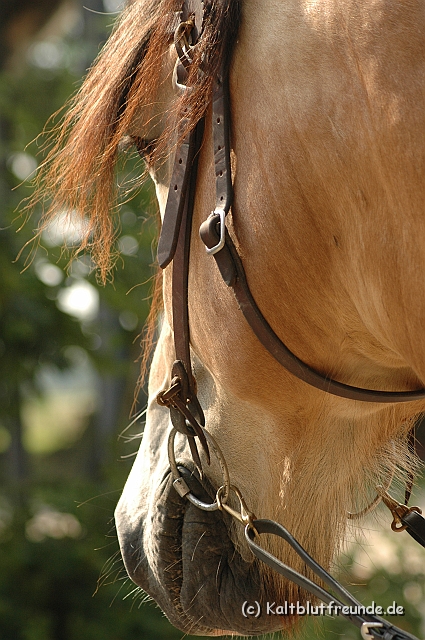DSC_7705.JPG - Texel PETRA !)))