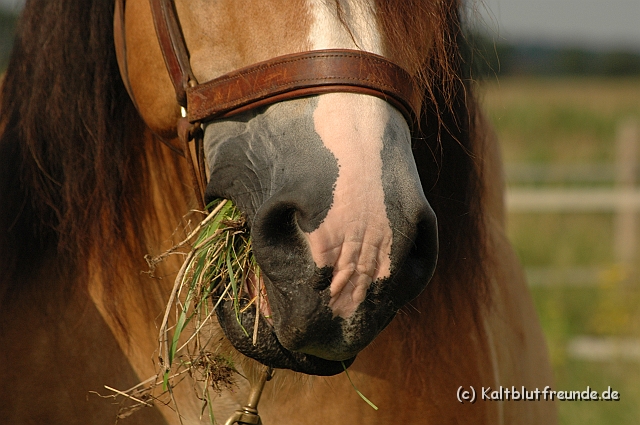 DSC_7840.JPG - Texel PETRA !)))