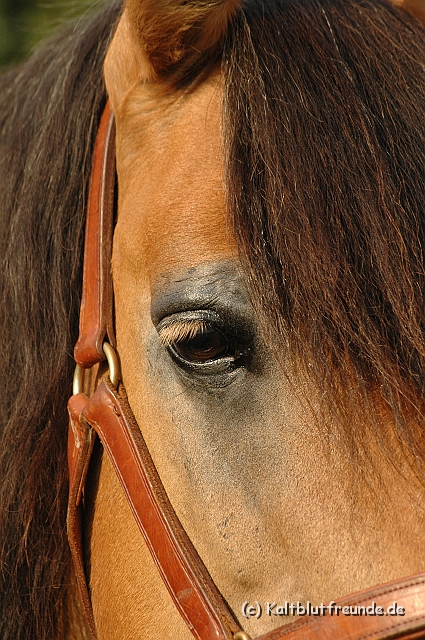 DSC_7843.JPG - Texel PETRA !)))