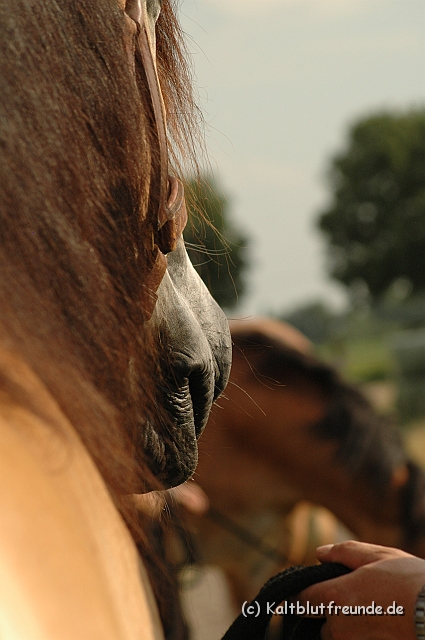 DSC_7855.JPG - Texel PETRA !)))