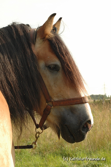 DSC_7856.JPG - Texel PETRA !)))
