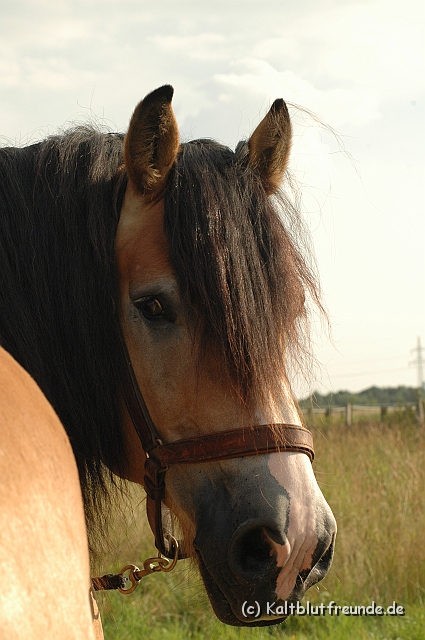 DSC_7858.JPG - Texel PETRA !)))