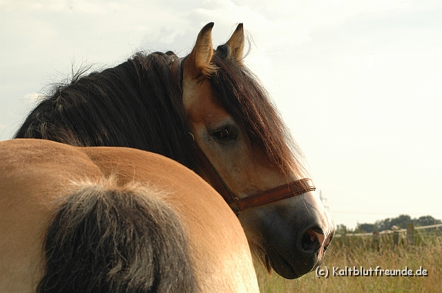 DSC_7862.JPG - Texel PETRA !)))