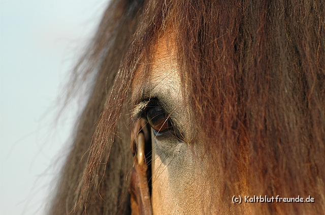 DSC_7877.JPG - Texel PETRA !)))