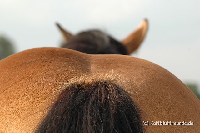 DSC_7878.JPG - Texel PETRA !)))