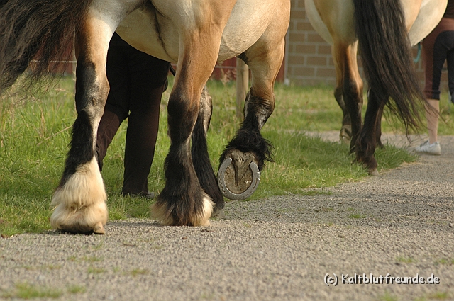 DSC_7887.JPG - Texel PETRA !)))
