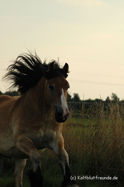 DSC_7909.JPG - Texel PETRA !)))