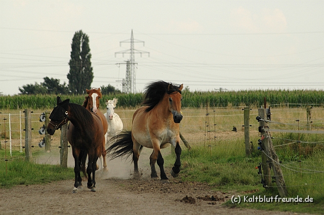 DSC_7918.JPG - Texel PETRA !)))