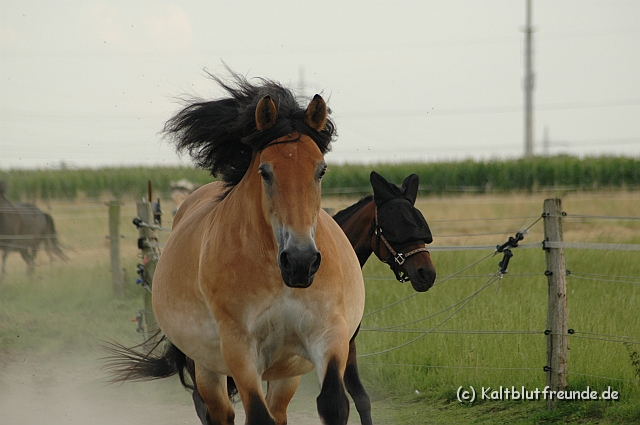 DSC_7925.JPG - Texel PETRA !)))