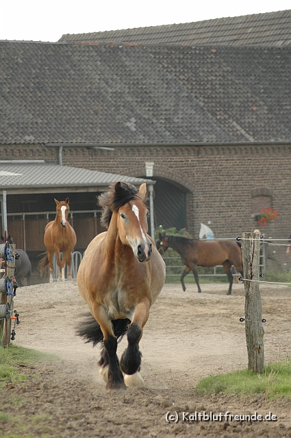 DSC_7945.JPG - Texel PETRA !)))