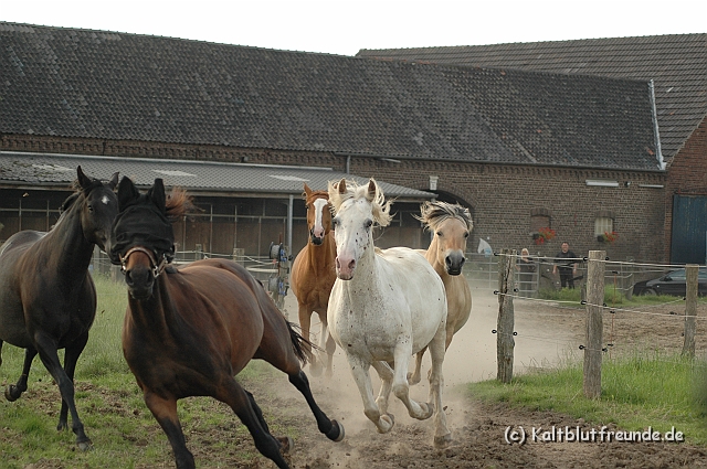 DSC_7955.JPG - Texel PETRA !)))
