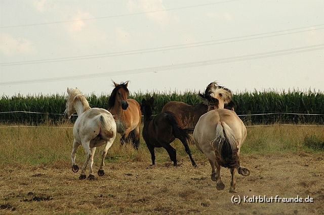DSC_7957.JPG - Texel PETRA !)))