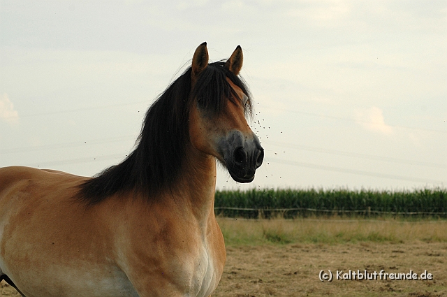 DSC_7975.JPG - Texel PETRA !)))