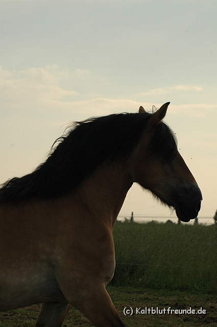DSC_7978.JPG - Texel PETRA !)))