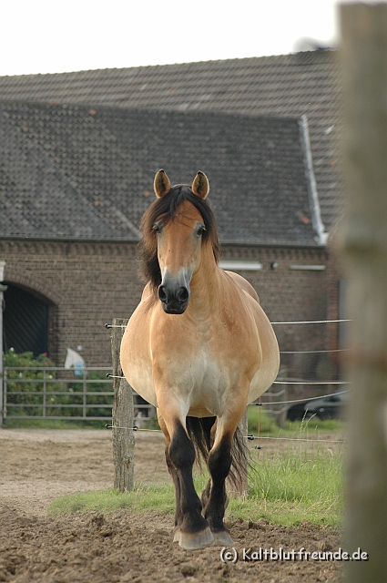 DSC_7986.JPG - Texel PETRA !)))