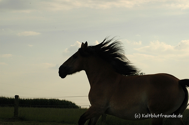 DSC_7991.JPG - Texel PETRA !)))