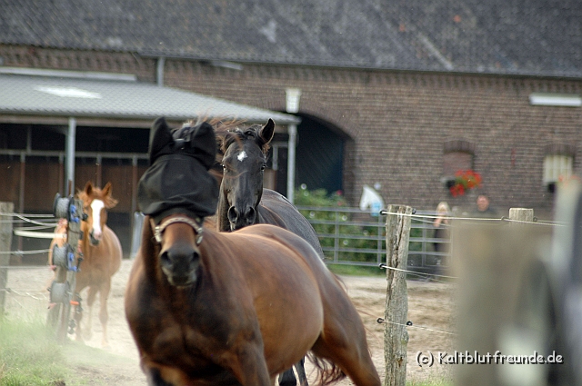 DSC_7995.JPG - Texel PETRA !)))