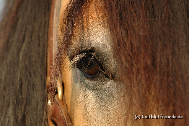 Auge_7874.jpg - Texel PETRA !)))