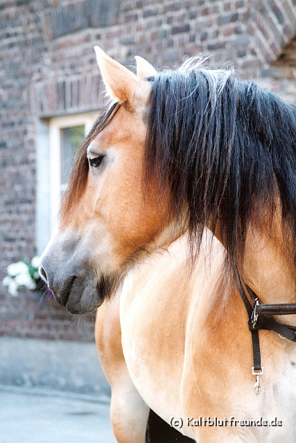 Scannen0151.jpg
