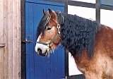 Scannen0019