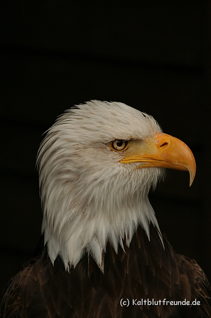 IMG_2784.JPG