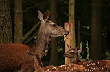 IMG_2749