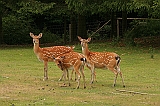 IMG_2771